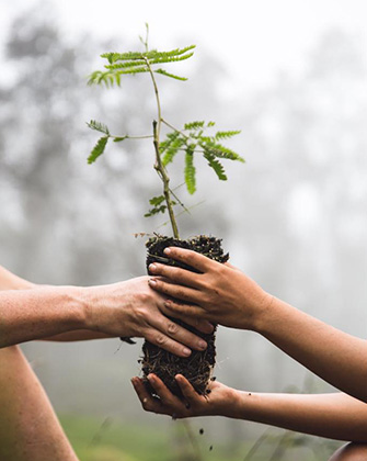 Keiki Koa sapling