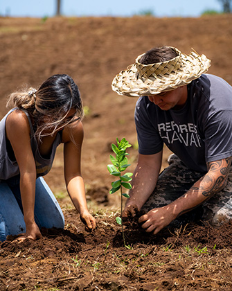 Planting the Koa tree sapling