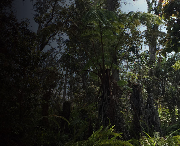 Helping to Reforest Hawaii