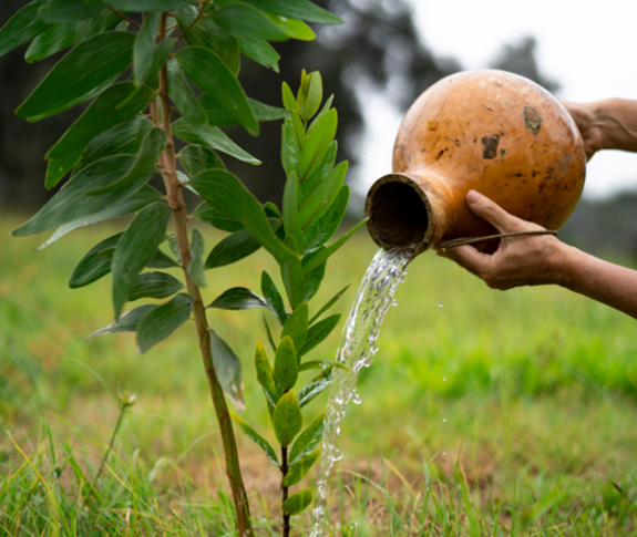 Helping to Reforest Hawai'i